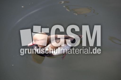 Kolbenente (5 von 5).jpg